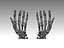 hand bones anatomy 3D