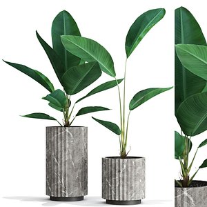 3D model Plants collection 594