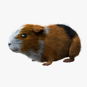 guinea pig - fur 3d obj