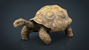 3D giant tortoise model