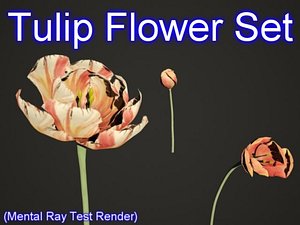 Tulip Flower Set 001