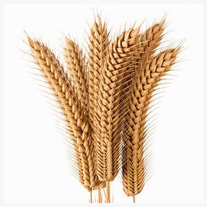 Wheat 3D 3D model