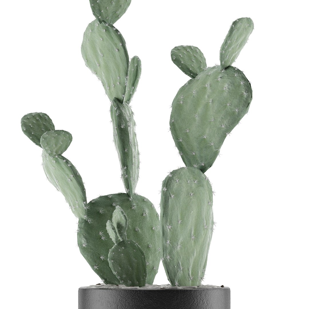 house plant 33 3D model https://p.turbosquid.com/ts-thumb/rx/V8Pqxu/qYz8YUCD/4/jpg/1594928968/1920x1080/fit_q87/f095179ca6377edbe41c5f8c0b44f1c64a0fe9d9/4.jpg