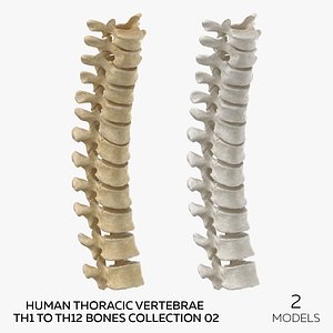 3D Human Thoracic Vertebrae TH1 to TH12 Bones Collection 02 - 2 models model