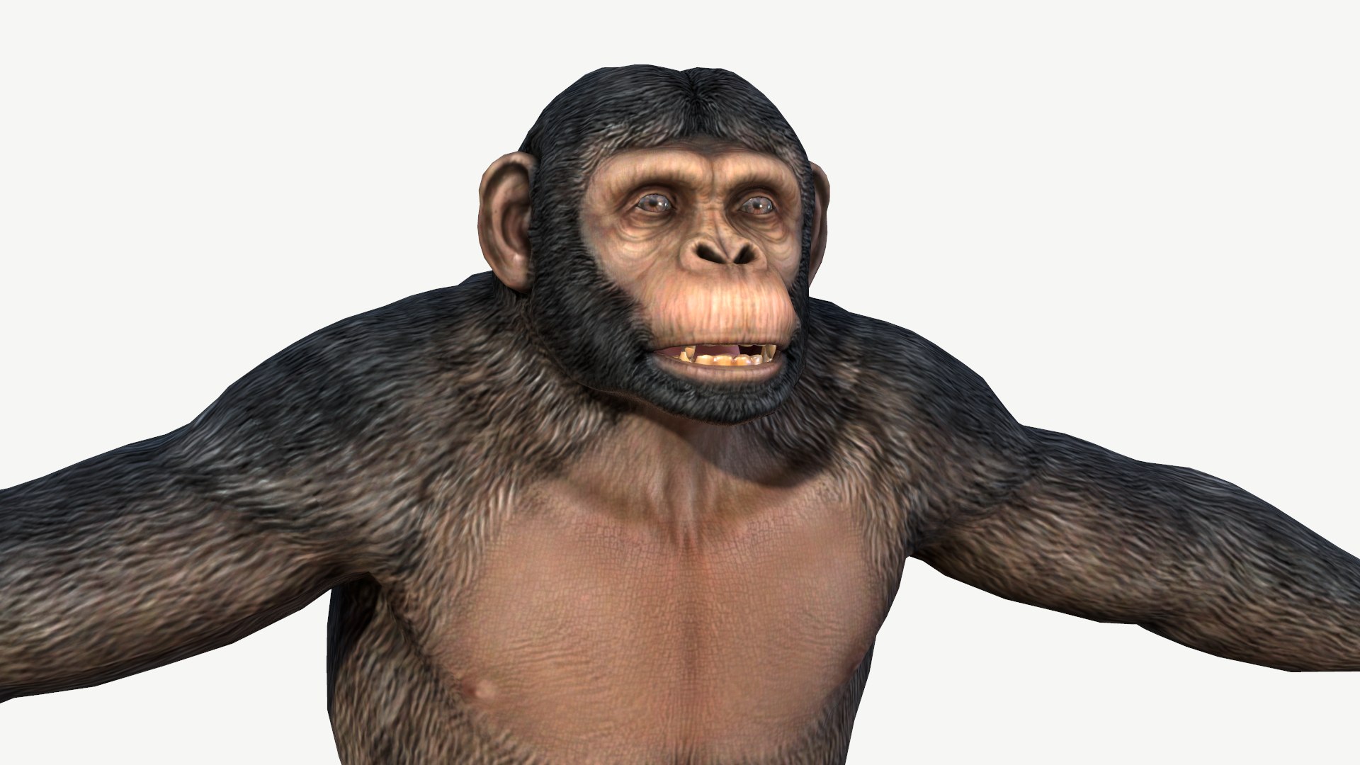 Chimpanzee 3D Model - TurboSquid 1960284