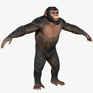 Chimpanzee 3D model