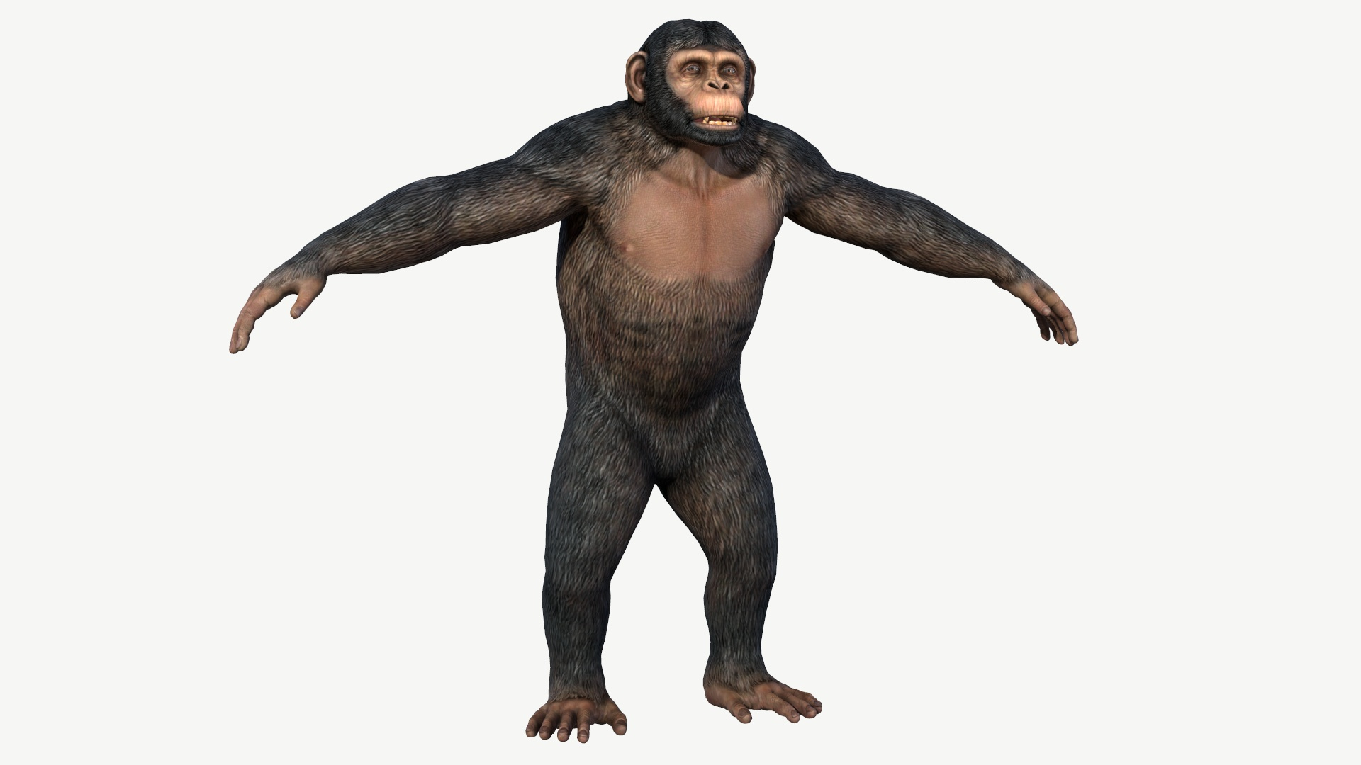 Chimpanzee 3d model turbosquid 1960284