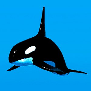 3d killer whale model