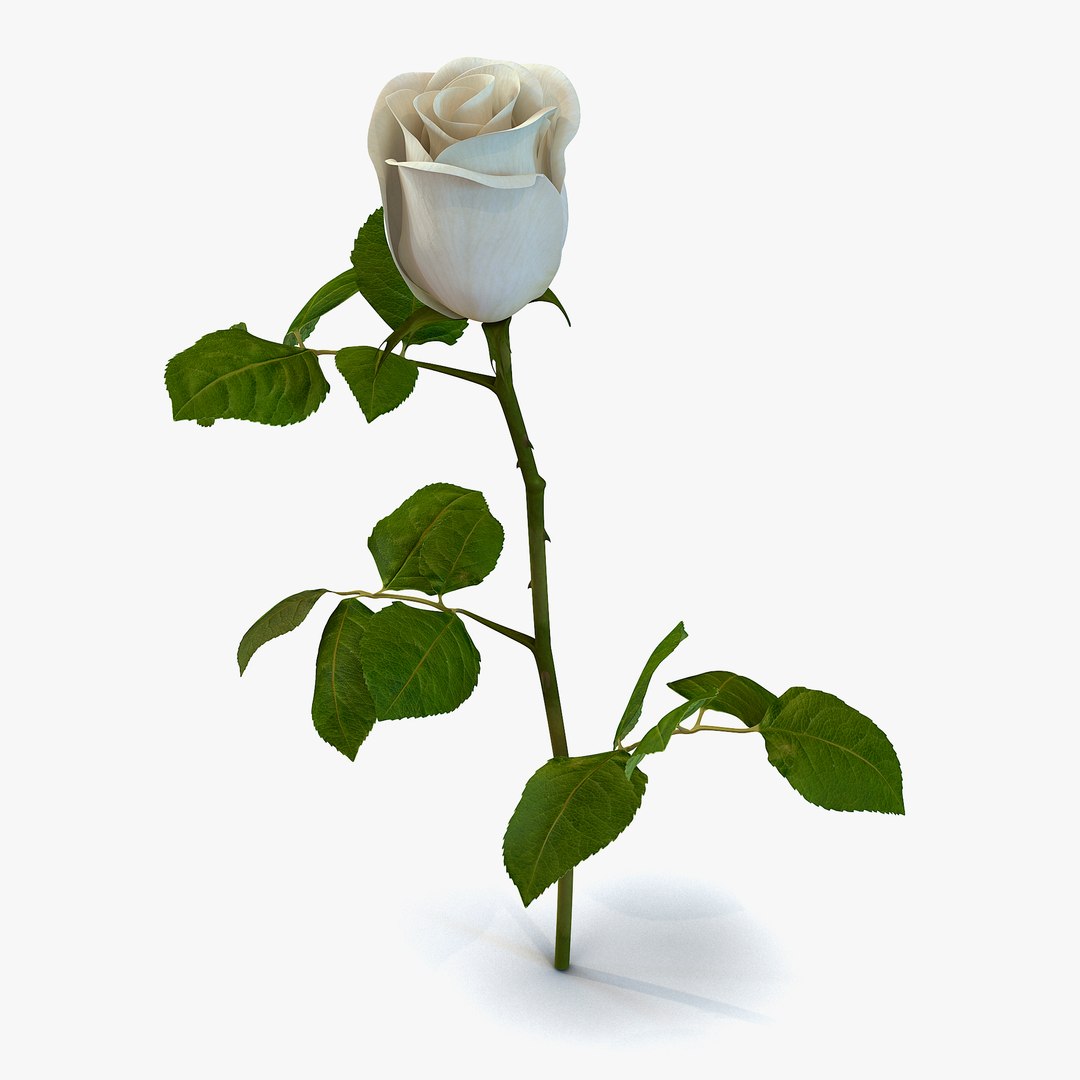 Rose 2 White 3D Model 3D model preview