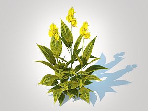 Canna - canna lily green-yellow