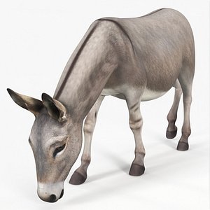 Rural Donkey Grazing Pose model