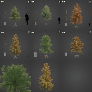 2021 PBR Bald Cypress Collection - Taxodium Distichum
