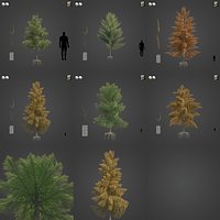 2021 PBR Bald Cypress Collection - Taxodium Distichum