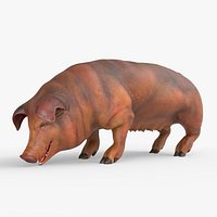 Duroc Swine Livestock Rigged for Blender