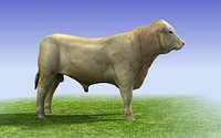 White Bull 3D model