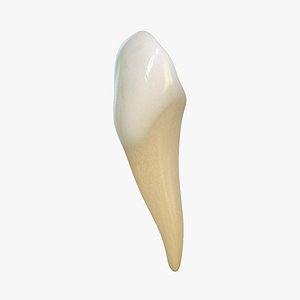 Lower Canine