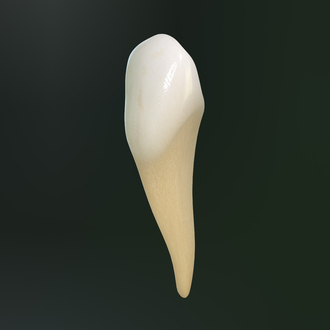 3d Tooth Lower Canine Model