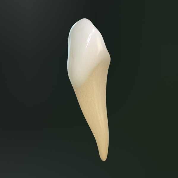 3d tooth lower canine model