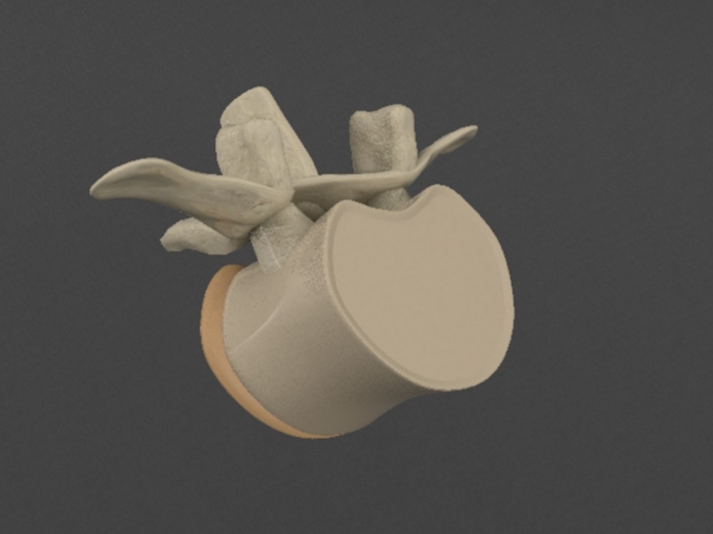 free max mode vertebra backbone https://p.turbosquid.com/ts-thumb/ry/snVrIZ/40ncJhWv/wirbel2/jpg/1373031471/1920x1080/fit_q87/90d49d6d6b6dbe351a97338ab644d672a4640d70/wirbel2.jpg
