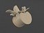 Vertebra
