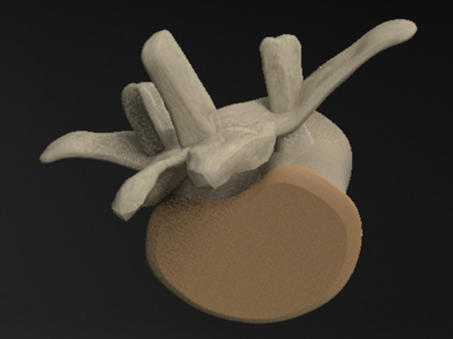 free max mode vertebra backbone https://p.turbosquid.com/ts-thumb/ry/snVrIZ/As79WgvJ/wirbel3/jpg/1373031471/1920x1080/fit_q87/a10e1f2cc2ca8b9f501e0e0f168080382dd75154/wirbel3.jpg
