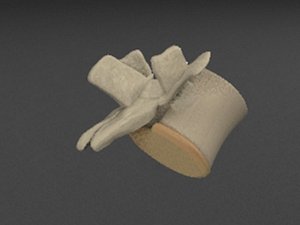 free max mode vertebra backbone