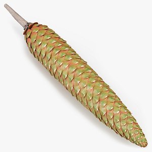 Green Pine Seed Cone