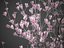 2021 PBR Saucer Magnolia - Magnolia Soulangeana