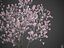 2021 PBR Saucer Magnolia - Magnolia Soulangeana