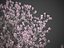2021 PBR Saucer Magnolia - Magnolia Soulangeana