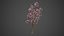 2021 PBR Saucer Magnolia - Magnolia Soulangeana