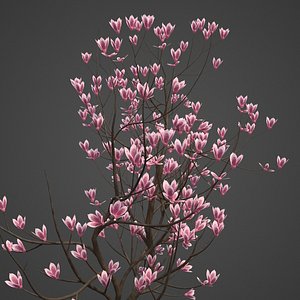 magnolia tree nature 3D model