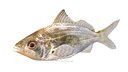 Tidewater Mojarra fish
