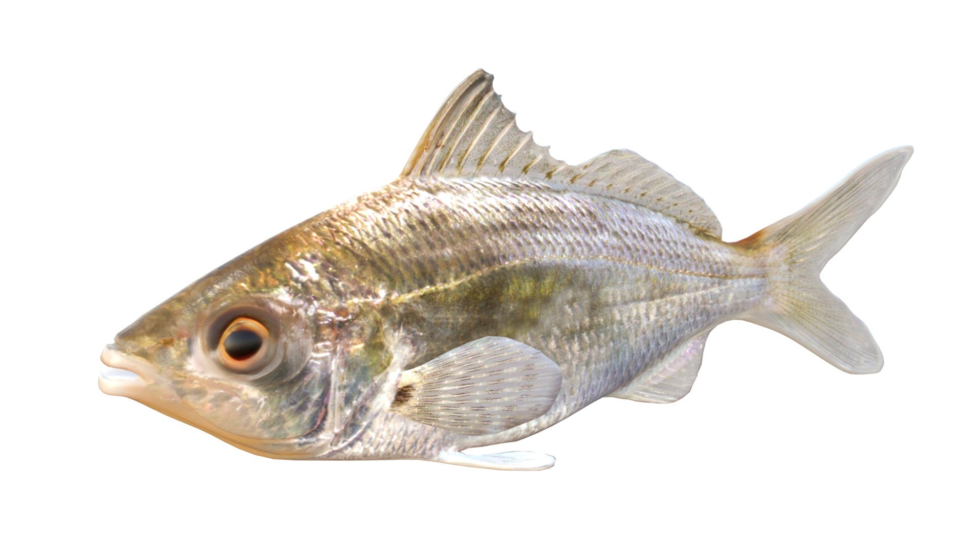 3D 50 Fish Sea Creatures Collection https://p.turbosquid.com/ts-thumb/rz/5tTA9H/i7/1/jpg/1768031622/1920x1080/fit_q87/9066fcc6d3fbb41807adcc920f697a350aeb50fd/1.jpg