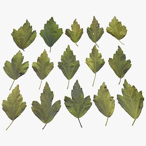 3D Hibiscus Leaves Leaf Autumn Fall Low-poly model