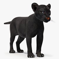 Black Panther Cub Standing Pose