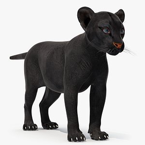 Black Panther Cub Standing Pose