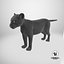 Black Panther Cub Standing Pose