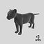 Black Panther Cub Standing Pose