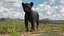 Black Panther Cub Standing Pose