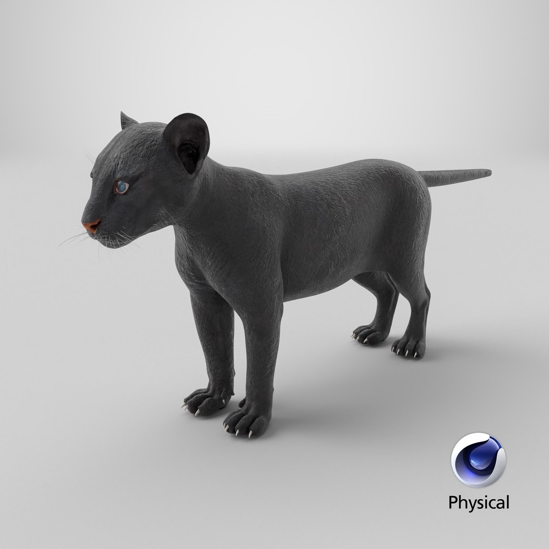 3D Black Panther Cub Standing Pose https://p.turbosquid.com/ts-thumb/rz/KnuS41/nS/stemcell_cinema_4d_physical_render/png/1739349592/1920x1080/fit_q87/52c138eb2914e86400f64635d5fd6b819d874073/stemcell_cinema_4d_physical_render.jpg