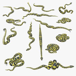 Zebra Jungle Carpet Python - Static Poses 3D model