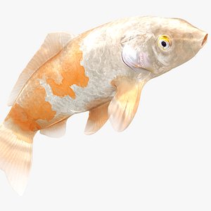 3D Japanese Carp Fish Rigged L1855
