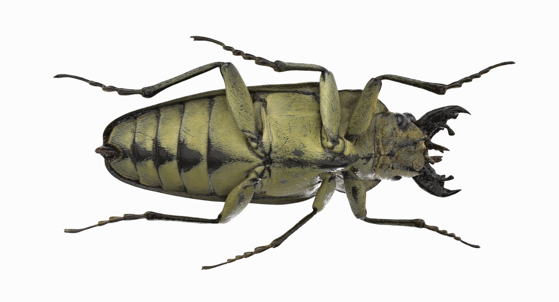 brown steampunk beetle model https://p.turbosquid.com/ts-thumb/rz/ZQ68nU/5L9fcF0q/beetle_r3/png/1519145420/1920x1080/fit_q87/5d845d66dddf95111e0865cab5cd9f9efb3c3aa8/beetle_r3.jpg
