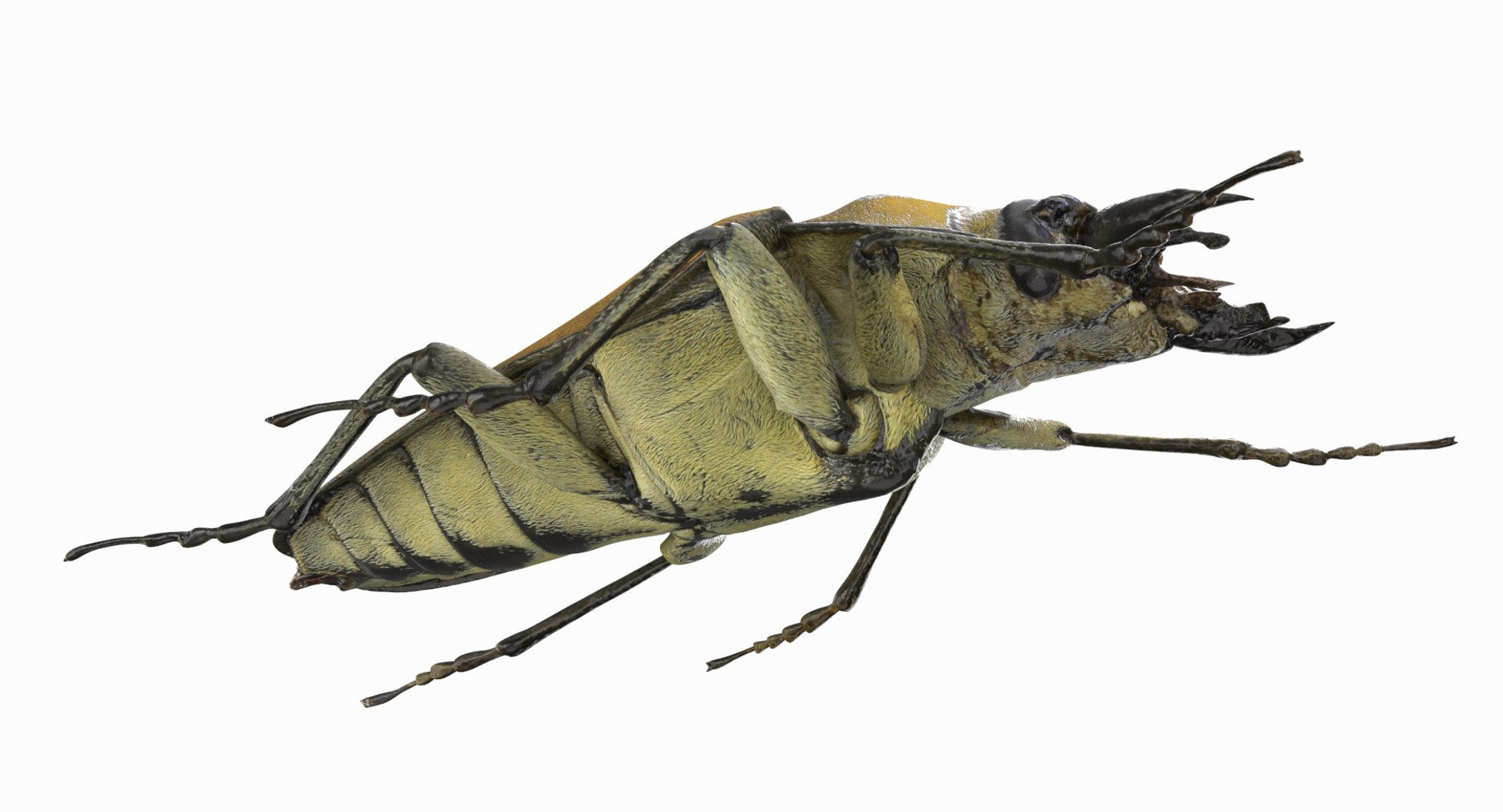 brown steampunk beetle model https://p.turbosquid.com/ts-thumb/rz/ZQ68nU/ZoY0dDhC/beetle_r8/png/1519145421/1920x1080/fit_q87/98a7f175b1b7184f181523d1184f6bad05fd609b/beetle_r8.jpg