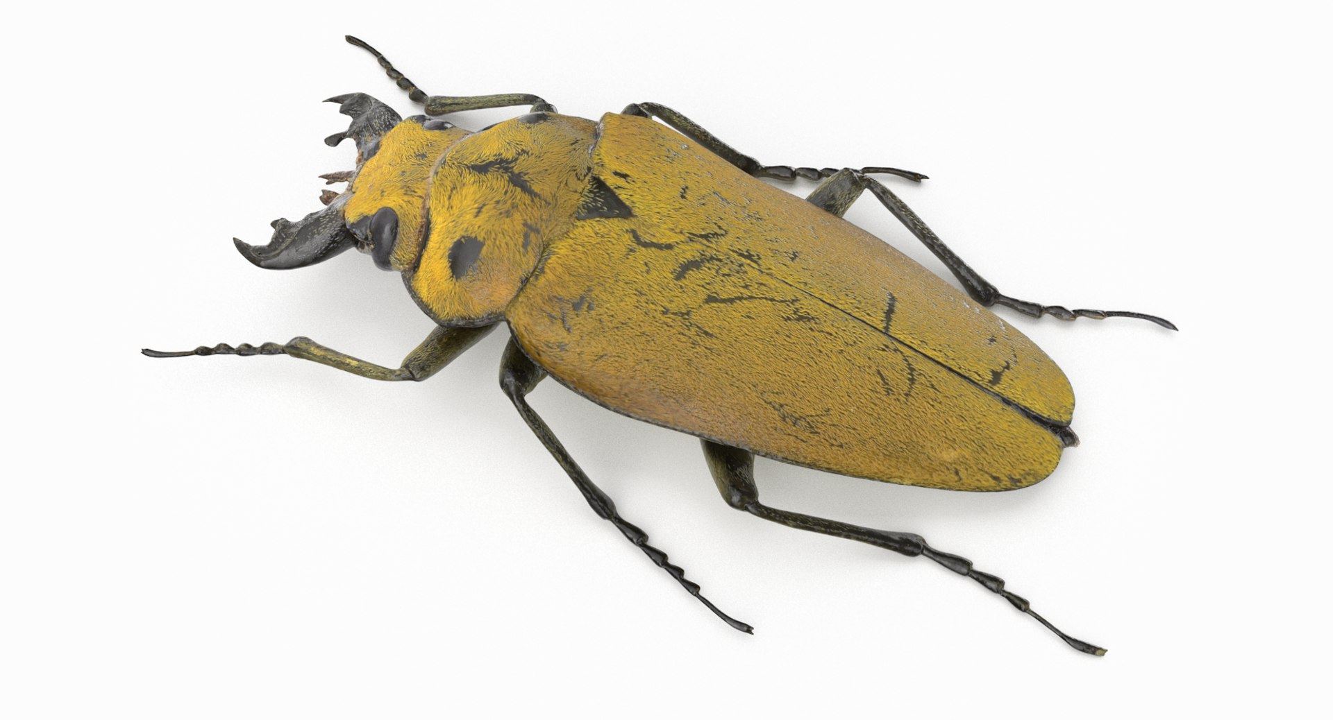 brown steampunk beetle model https://p.turbosquid.com/ts-thumb/rz/ZQ68nU/Zstn8UTr/beetle_r6/png/1519145421/1920x1080/fit_q87/c70a33e517100d5570e5da5d5e1f33c3e8c8088e/beetle_r6.jpg