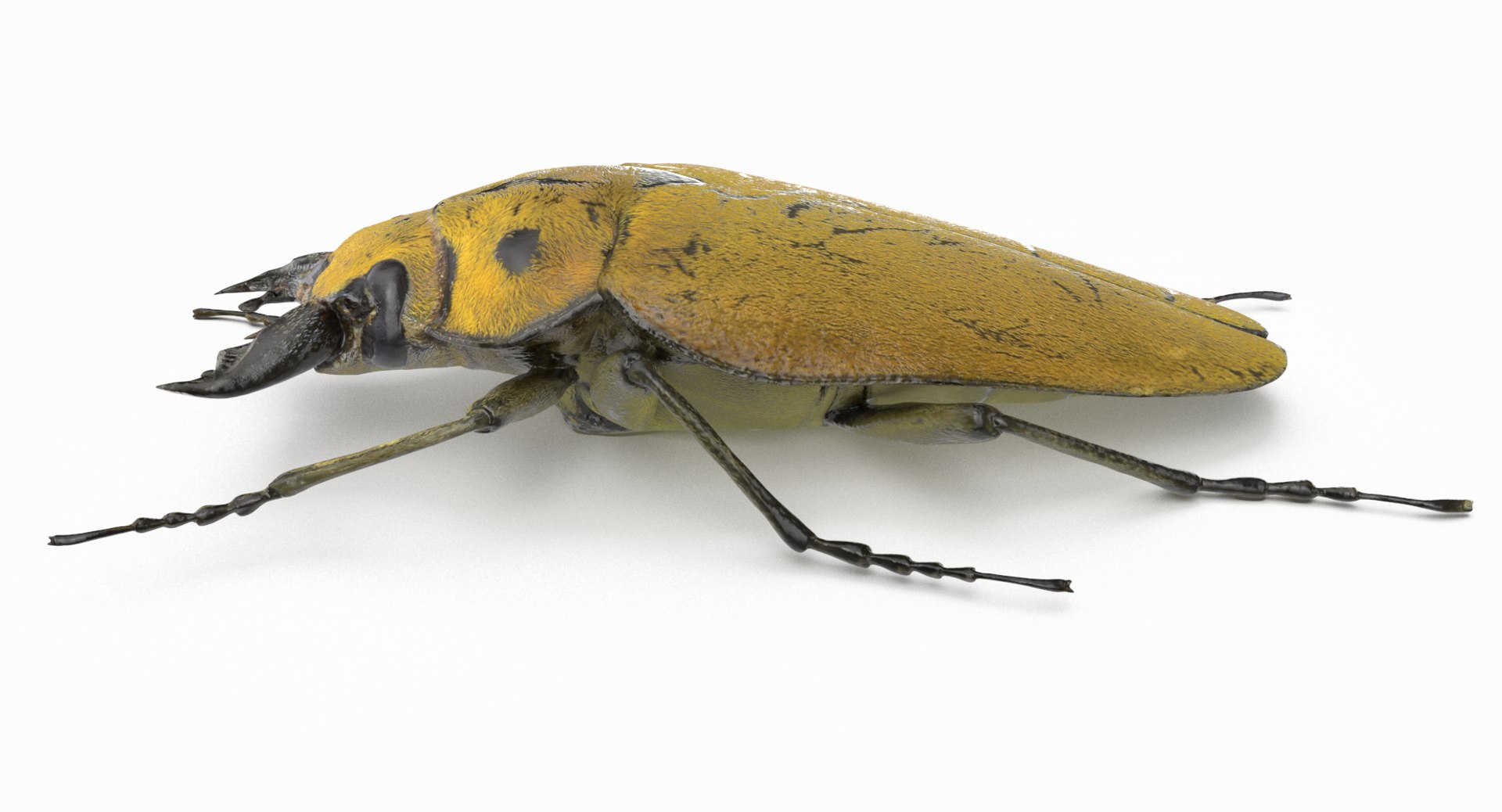 brown steampunk beetle model https://p.turbosquid.com/ts-thumb/rz/ZQ68nU/batwaIkB/beetle_r5/png/1519145421/1920x1080/fit_q87/ad12e5a891a983283c8682cead44c92e4a9ac2c2/beetle_r5.jpg