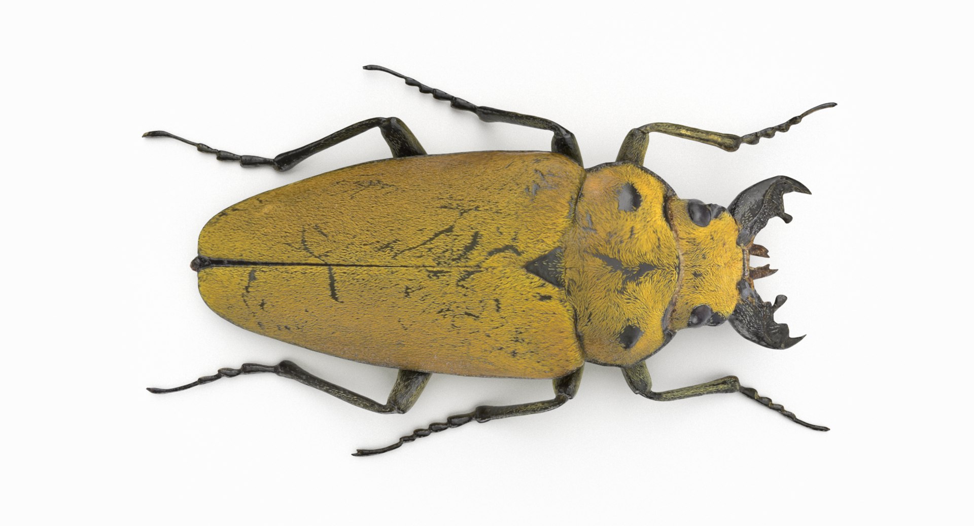 brown steampunk beetle model https://p.turbosquid.com/ts-thumb/rz/ZQ68nU/jzQ291NU/beetle_r2/png/1519145420/1920x1080/fit_q87/cfd1afdf1a3b5c63d02ec119896c8e5bc2fba0c9/beetle_r2.jpg