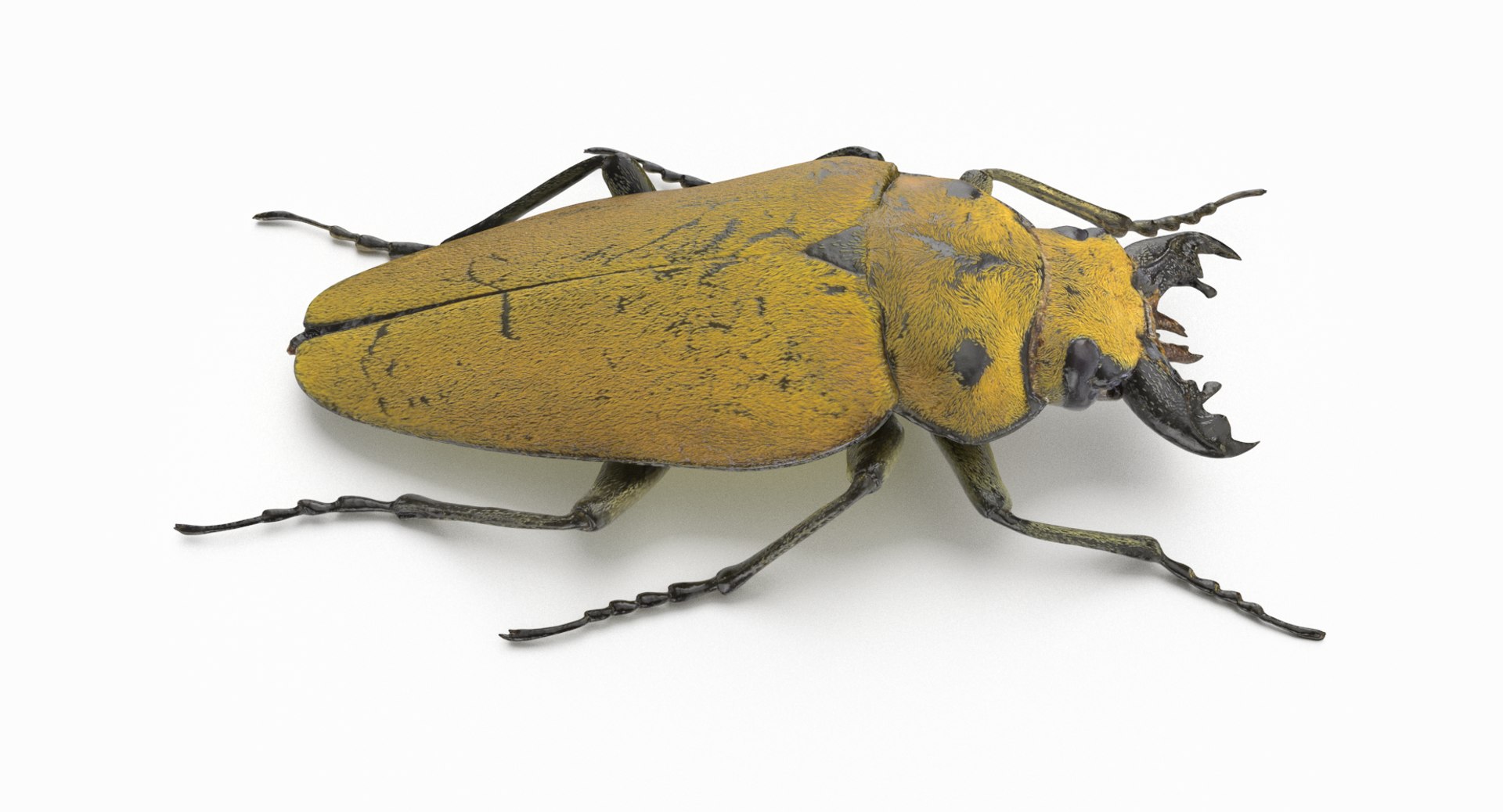 brown steampunk beetle model https://p.turbosquid.com/ts-thumb/rz/ZQ68nU/z2luvGLg/beetle_r7/png/1519145421/1920x1080/fit_q87/40d392fab3550bd09d20d0072584e422f8ae6ef9/beetle_r7.jpg