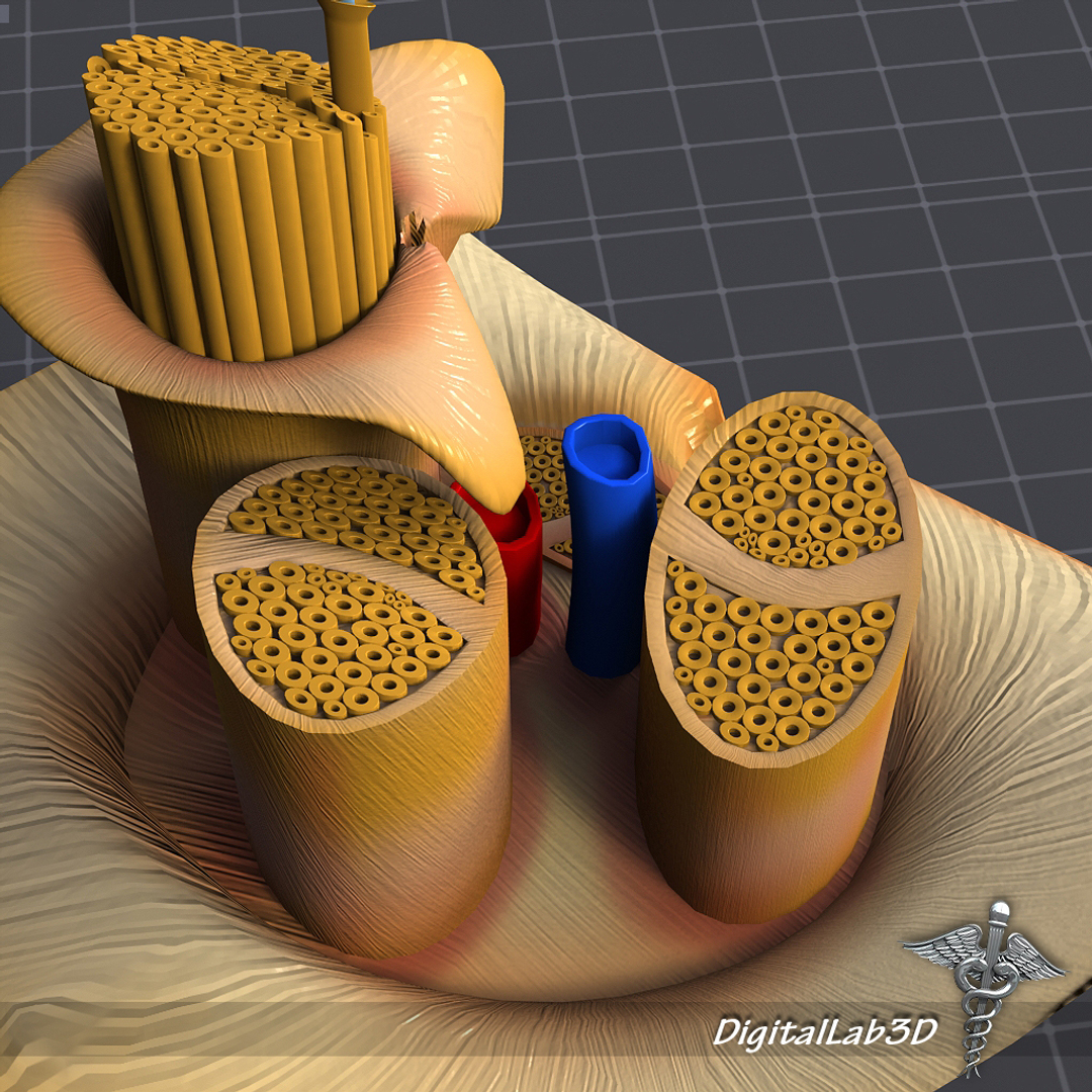 maya human nerve anatomy